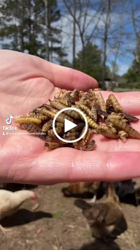 Customer video review of GrubTerra Dried Larvae