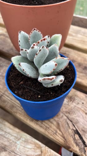 Customer photo review of Panda Plant | Kalanchoe Tomentosa