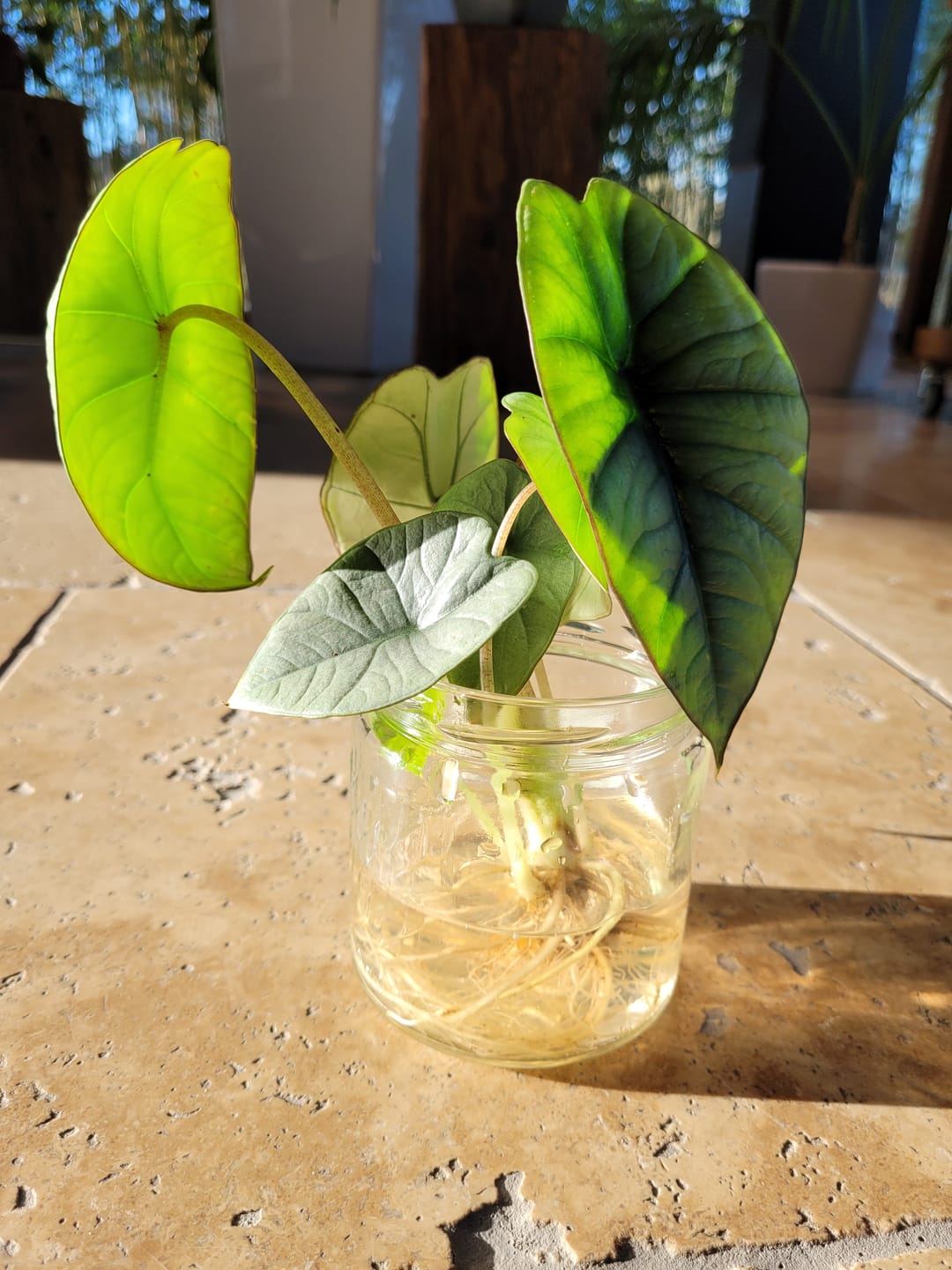 Customer photo review of ALOCASIA PLATINUM