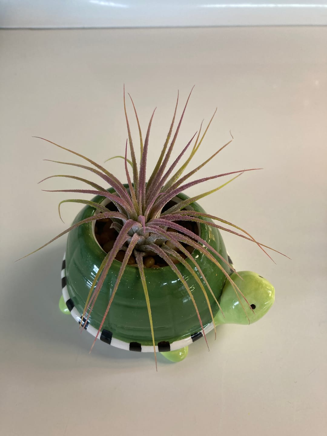 Customer photo review of Ionantha Lavender