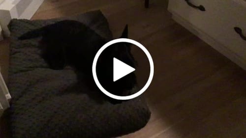 Customer video review of Small Yak Milk Dog Chews