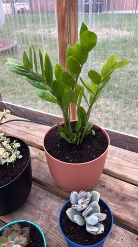 Customer photo review of ZZ Plant | Zamioculcas zamiifolia