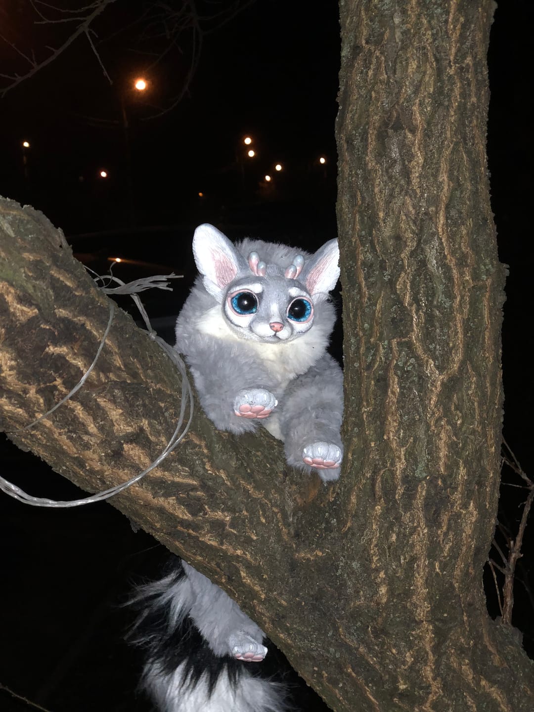 Customer photo review of Grey ring-tailed cat