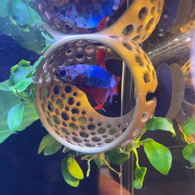Customer photo review of Cave Lounge Hammock - Aquarium Ornament for Betta, Fish, and Shrimp