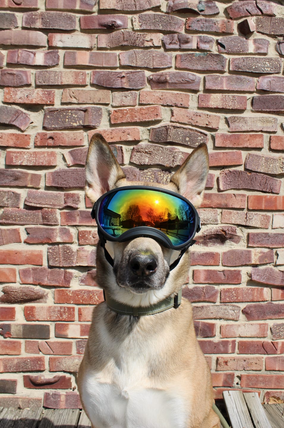 Customer photo review of Adjustable Dog Goggles (Doggles)