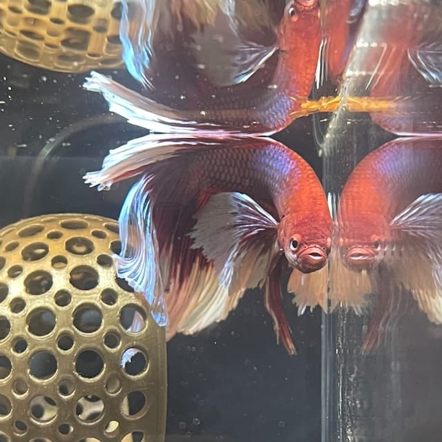 Customer photo review of Cave Lounge Hammock - Aquarium Ornament for Betta, Fish, and Shrimp
