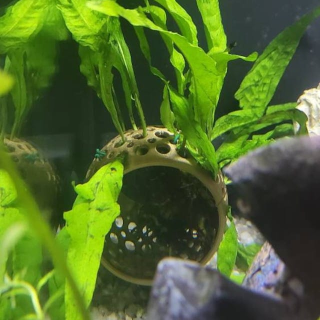 Customer photo review of Cave Lounge Hammock - Aquarium Ornament for Betta, Fish, and Shrimp