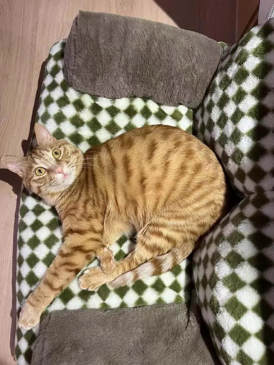 Customer photo review of Vintage Sofa Bed