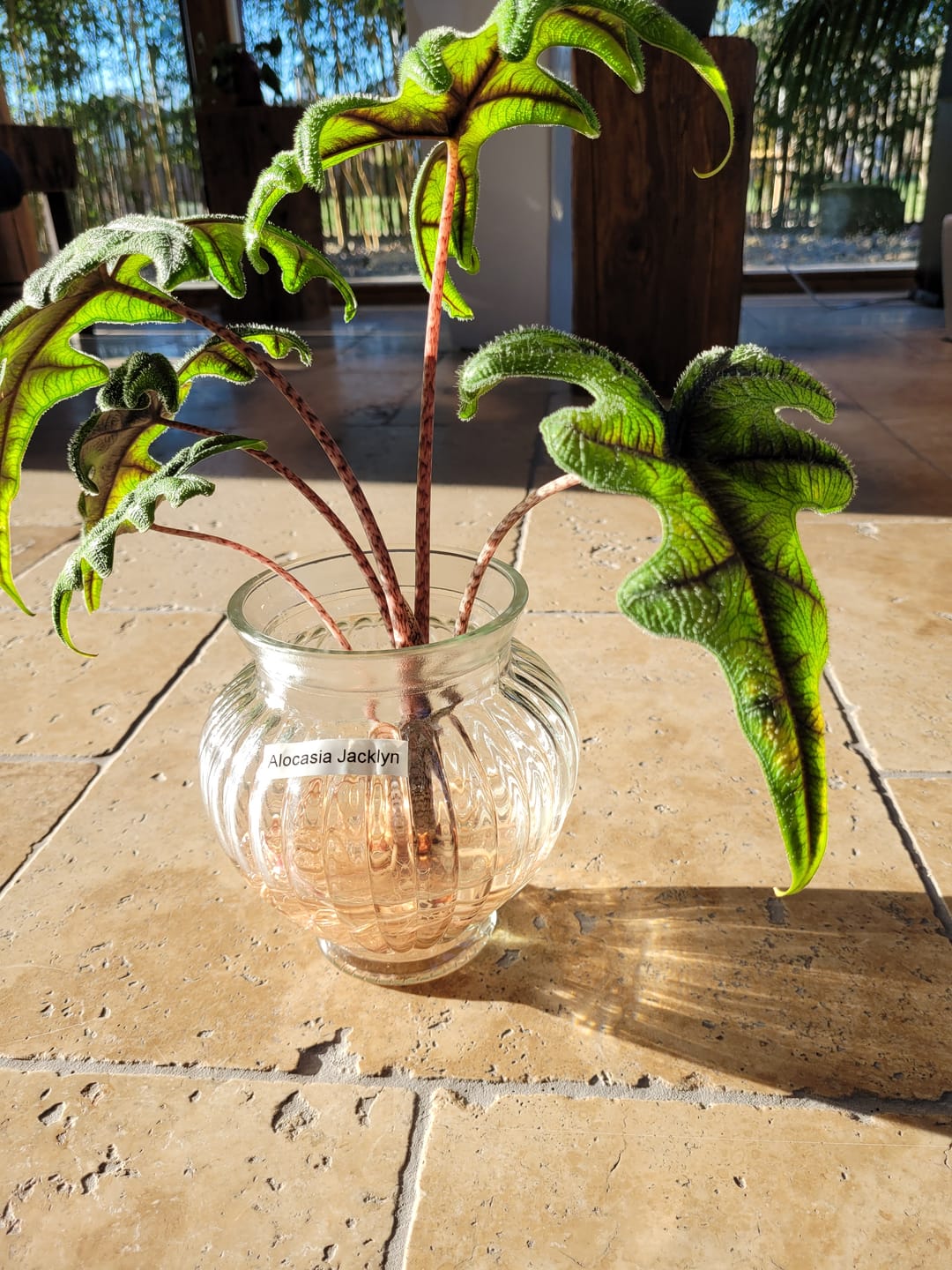 Customer photo review of ALOCASIA JACKLYN