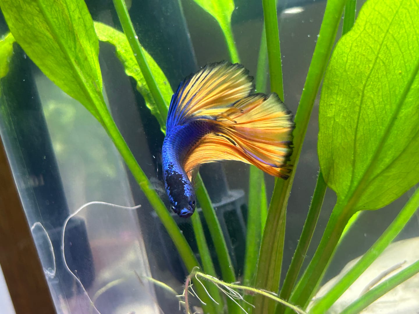 Customer photo review of Mustard Gas Blue Halfmoon Male Betta Fish