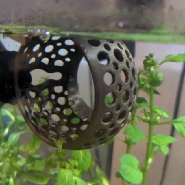 Customer photo review of Cave Lounge Hammock - Aquarium Ornament for Betta, Fish, and Shrimp