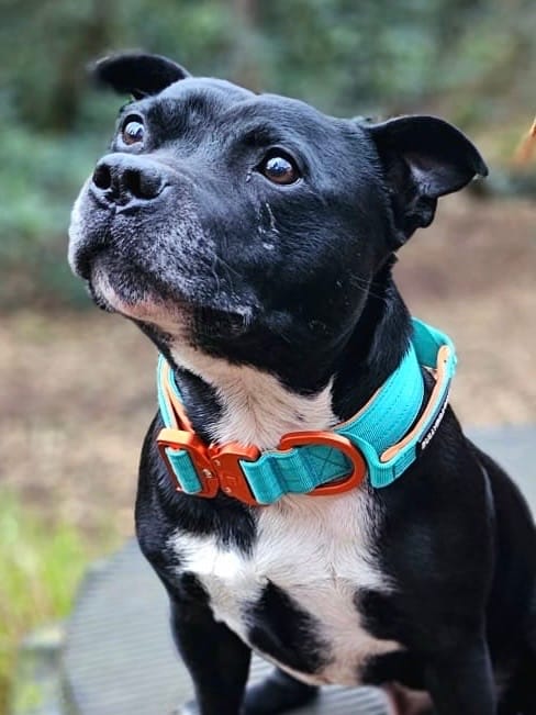 Customer photo review of 4cm LIGHTER Combat® Collar | With Handle Rated Clip - Turquoise & Orange