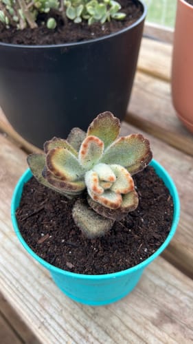 Customer photo review of Teddy Bear Plant | Kalanchoe Tomentosa