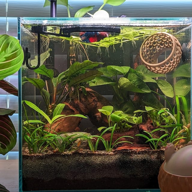 Customer photo review of Geometric Shapes Floating Food Feeding Ring - Aquarium Plant Corral