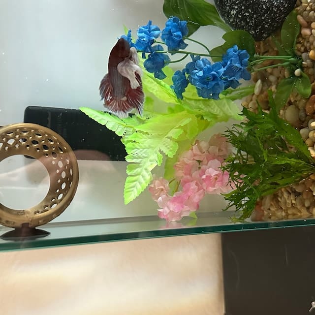 Customer photo review of Cave Lounge Hammock - Aquarium Ornament for Betta, Fish, and Shrimp
