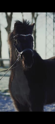 Customer photo review of Ania browband