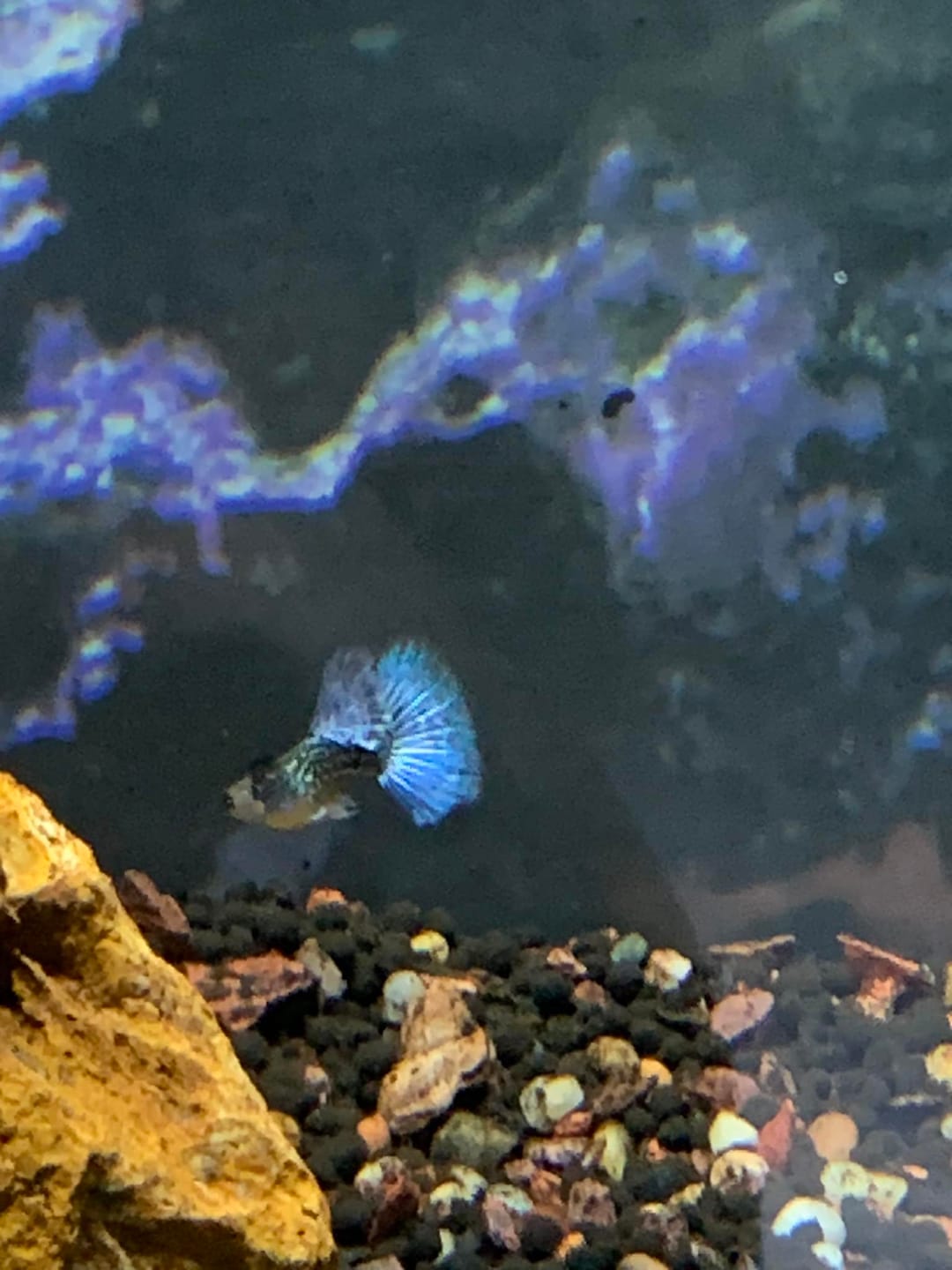 Customer photo review of Blue Topaz Big Dorsal Guppy Fish