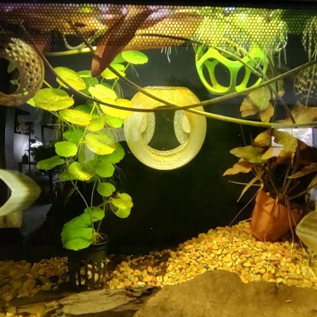 Customer photo review of Floating Betta Play-Ball w/wo Frozen Fish Food Feeder Cone