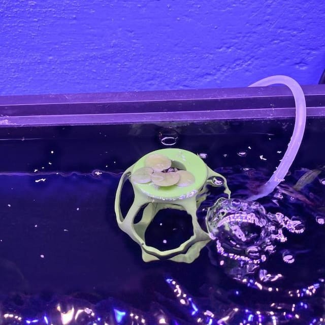 Customer photo review of Floating Betta Play-Ground w/wo Frozen Fish Food Feeding Station