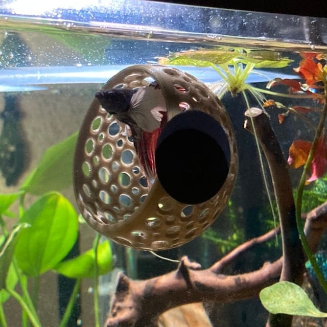 Customer photo review of Cave Lounge Hammock - Aquarium Ornament for Betta, Fish, and Shrimp