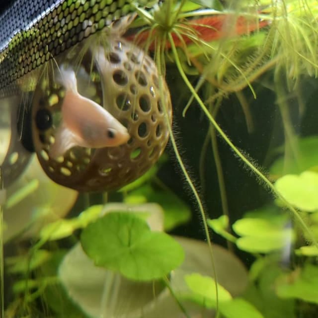 Customer photo review of Cave Lounge Hammock - Aquarium Ornament for Betta, Fish, and Shrimp