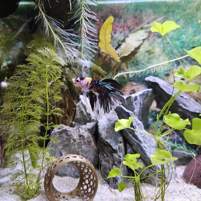 Customer photo review of Cave Lounge Hammock - Aquarium Ornament for Betta, Fish, and Shrimp