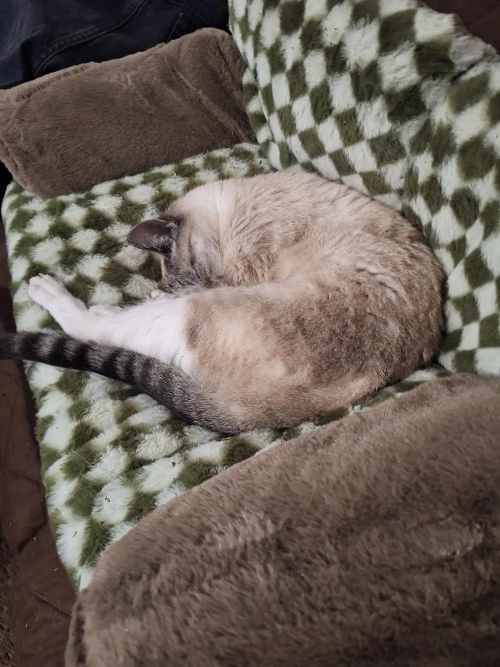 Customer photo review of Vintage Sofa Bed