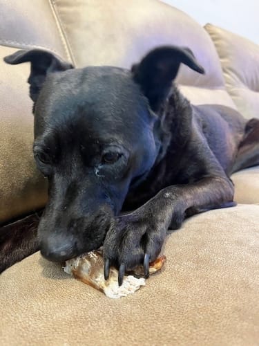 Customer photo review of Beef Tendon For Dogs