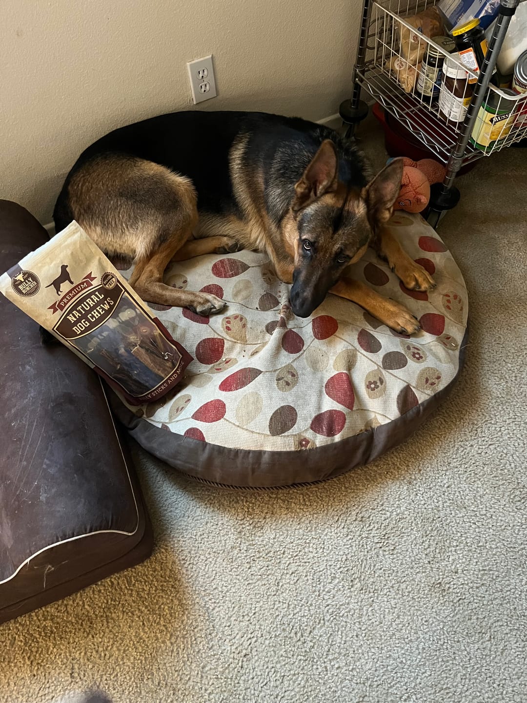 Customer photo review of 6 Inch Beef Jerky Strip