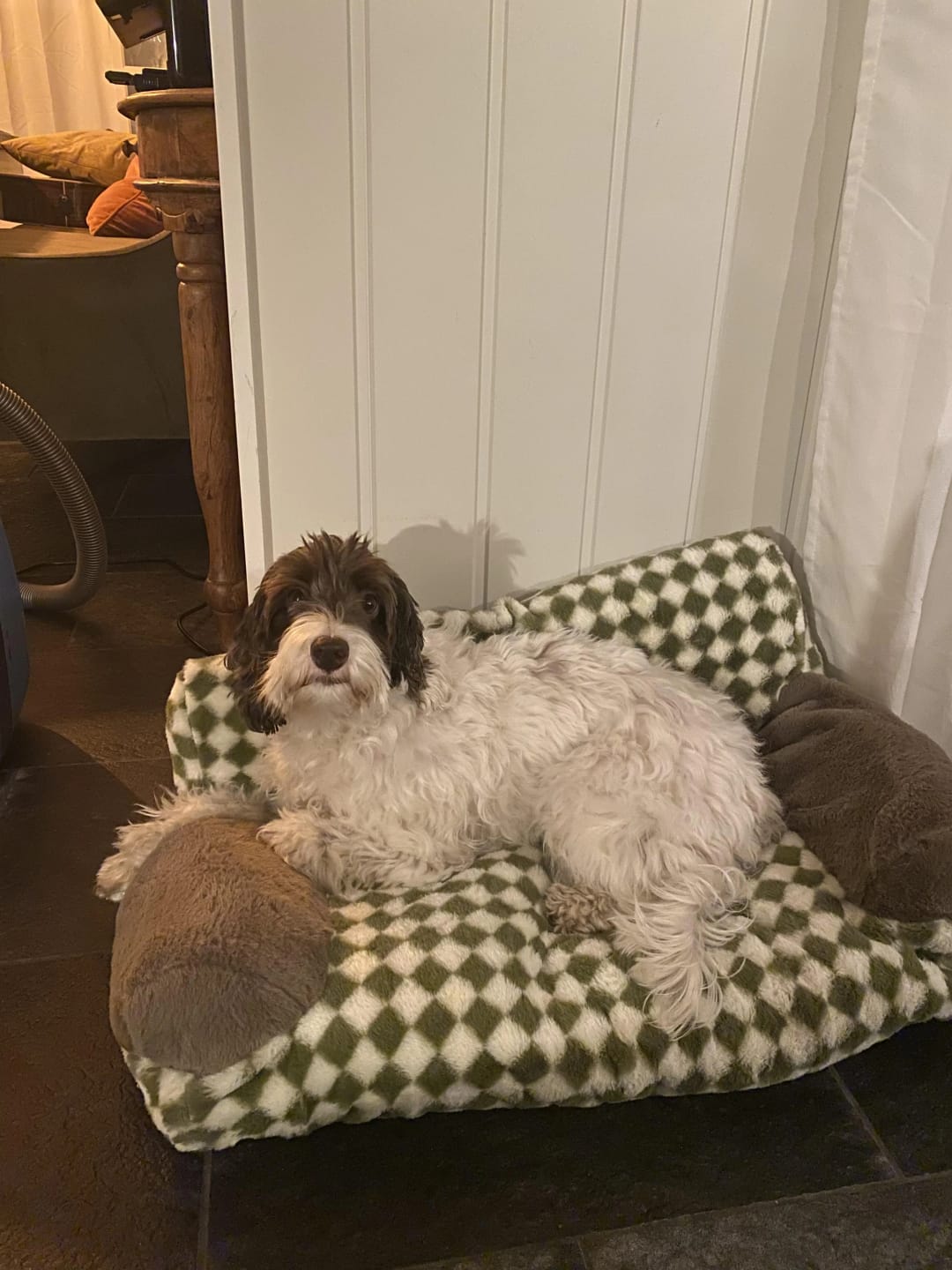 Customer photo review of Vintage Sofa Bed