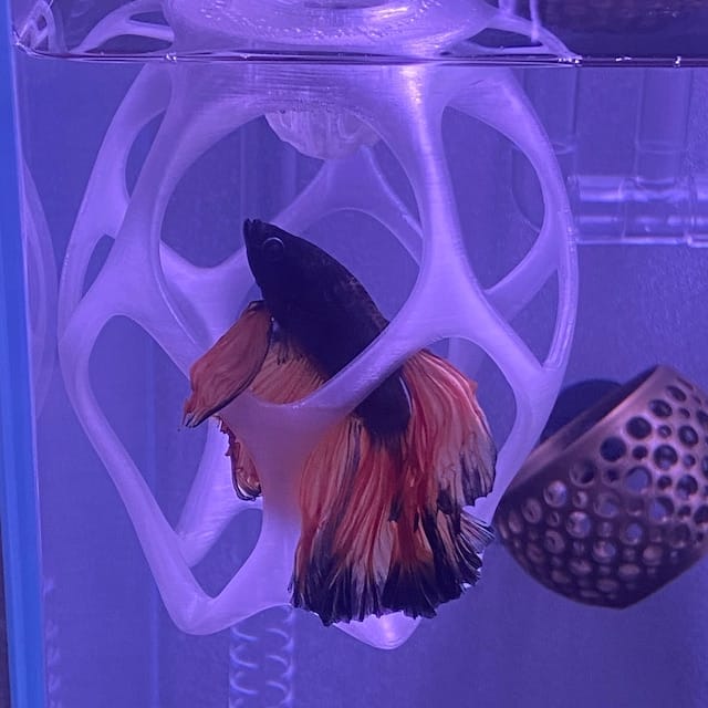 Customer photo review of Floating Betta Play-Ground w/wo Frozen Fish Food Feeding Station