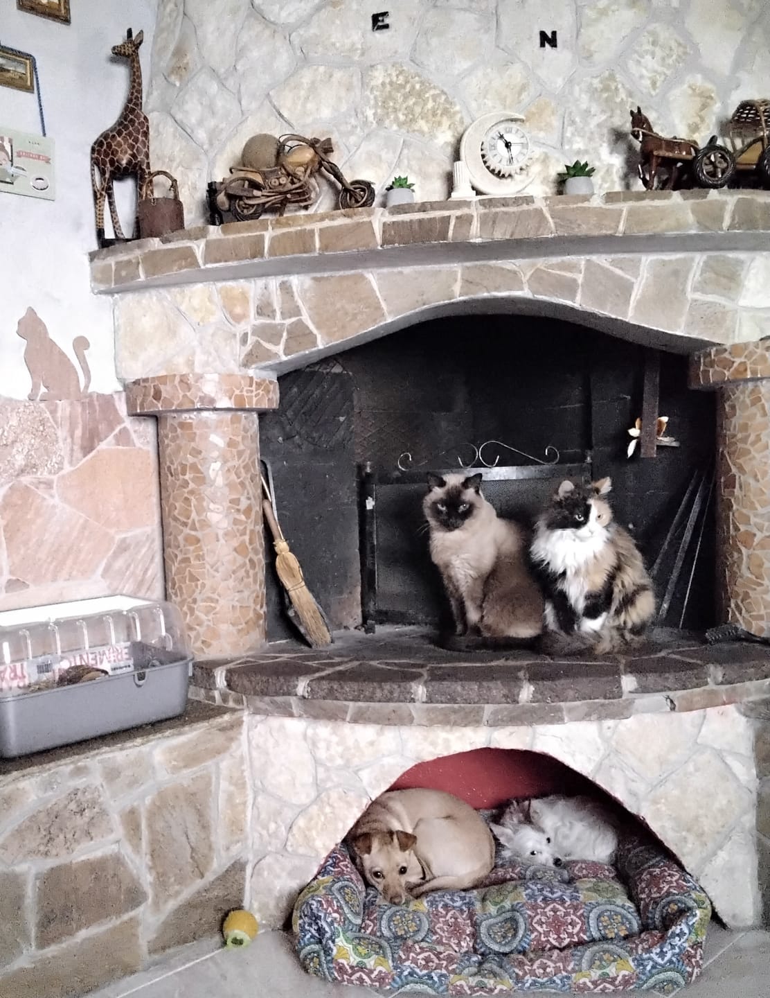 Customer photo review of SERESTO CANI 0-8 Kg - Contro pulci e zecche fino a 8 mesi