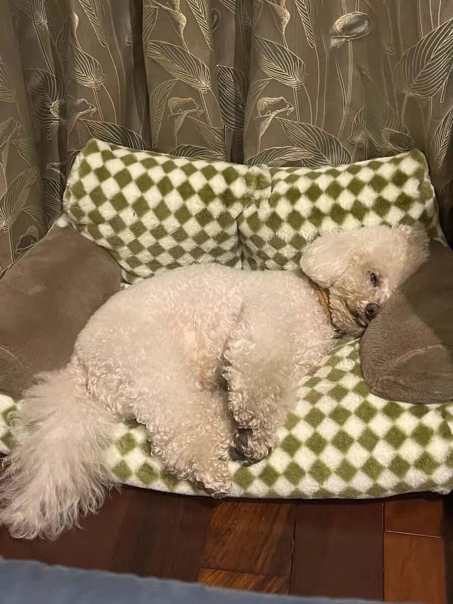 Customer photo review of Vintage Sofa Bed