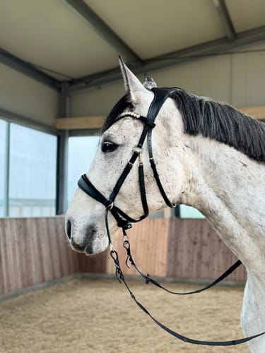 Customer photo review of Harmony Bridle - anatomische gebisslose Trense mit Crystal Stirnband