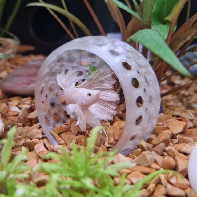 Customer photo review of Cave Lounge Hammock - Aquarium Ornament for Betta, Fish, and Shrimp