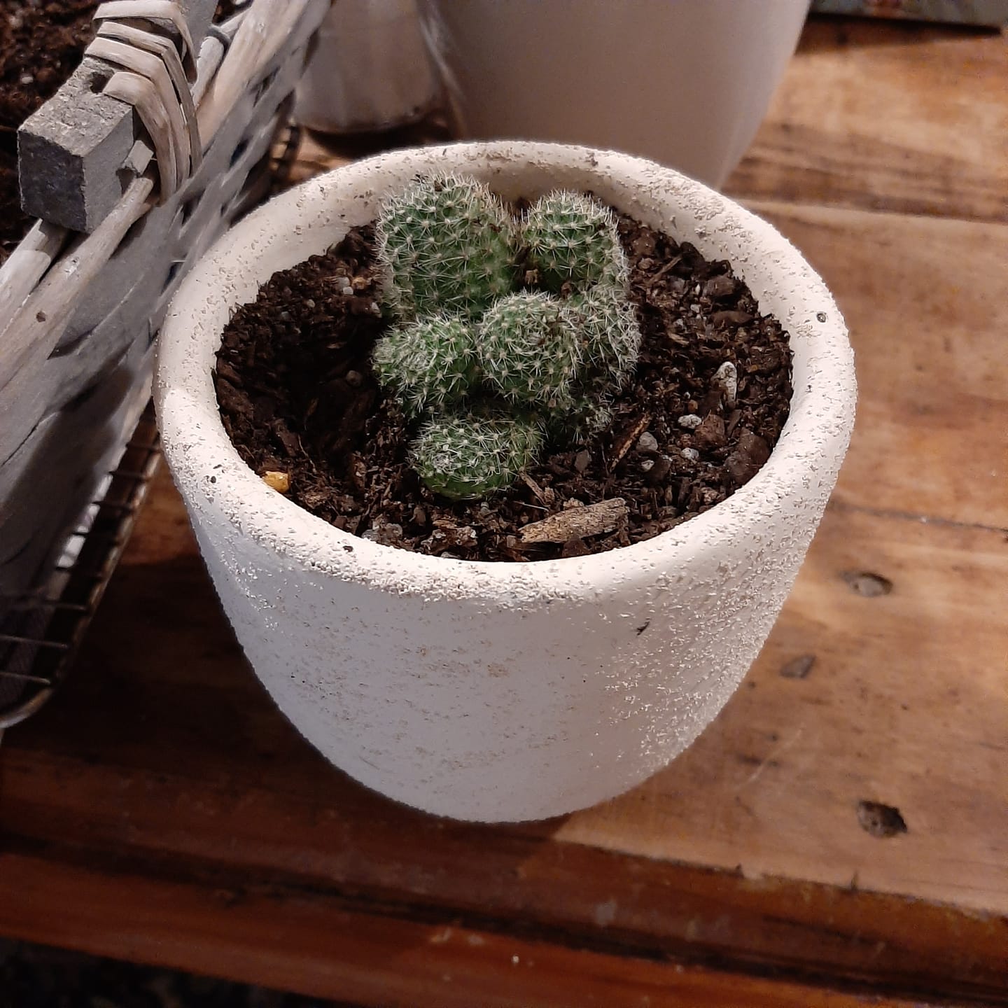 Customer photo review of Rebutia pulvinosa 'Crown Cactus' - Orange flowers