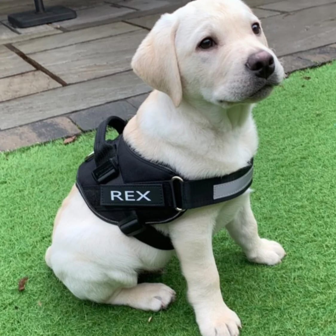 Customer photo review of Puppery™ Personalisiertes Anti-Zug Hundegeschirr