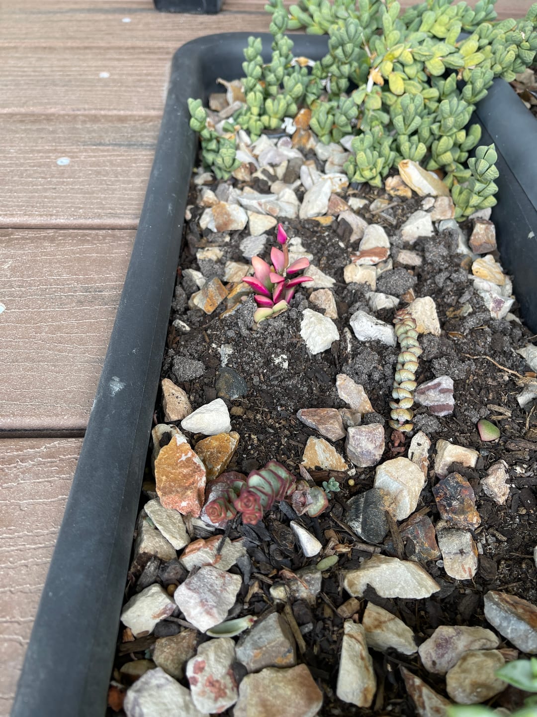 Customer photo review of Anacampseros telephiastrum variegata 'Sunrise'