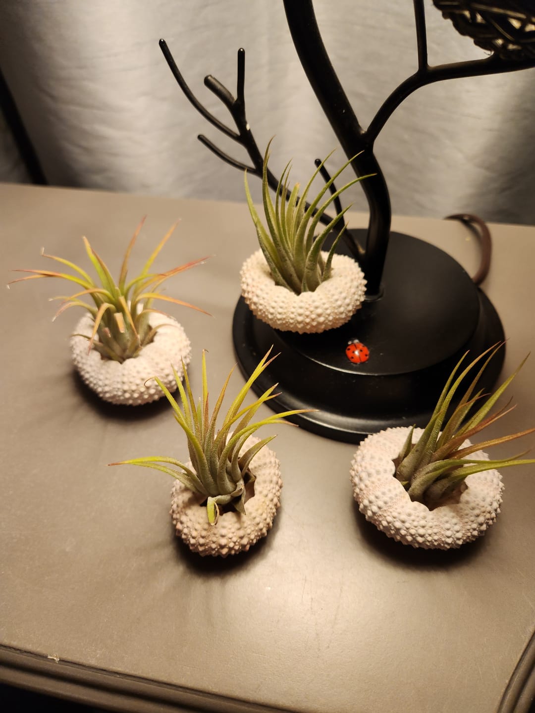 Customer photo review of B Quality Ionantha Variety 3 Pack  ($0.75 Per Plant)