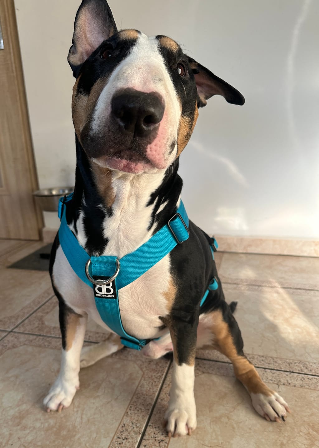 Customer photo review of TRI-Harness® | Anti-Pull, Adjustable & Durable - Dog Trainers Choice -  Light Blue v2.0