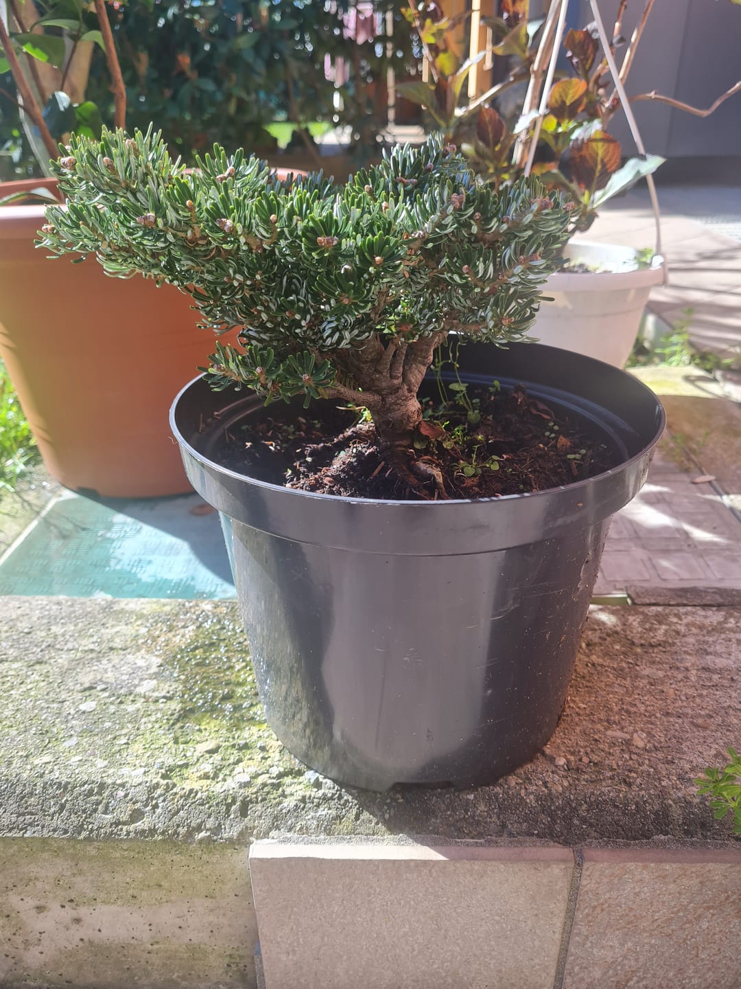 Customer photo review of TIGER CB® (substrato premium ad alte prestazioni)