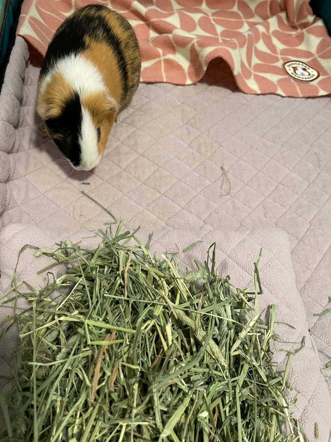 Customer photo review of Timothy Hay Bar for Guinea Pigs (5 Pack)