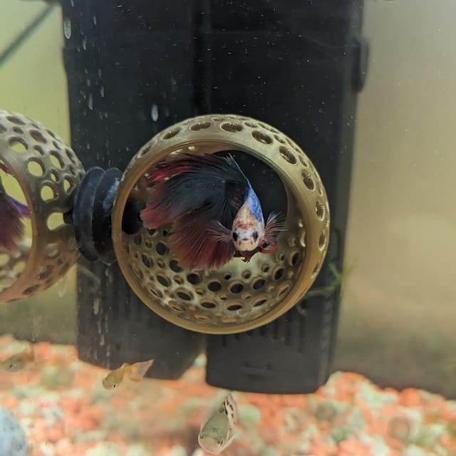 Customer photo review of Cave Lounge Hammock - Aquarium Ornament for Betta, Fish, and Shrimp