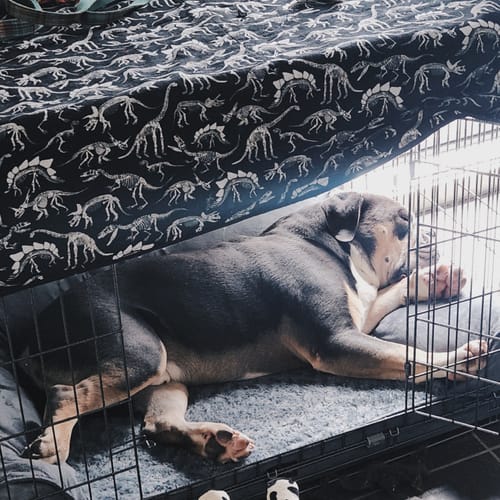 Customer photo review of PaWz Premium Pet Sofa Bed