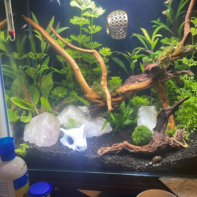Customer photo review of Cave Lounge Hammock - Aquarium Ornament for Betta, Fish, and Shrimp