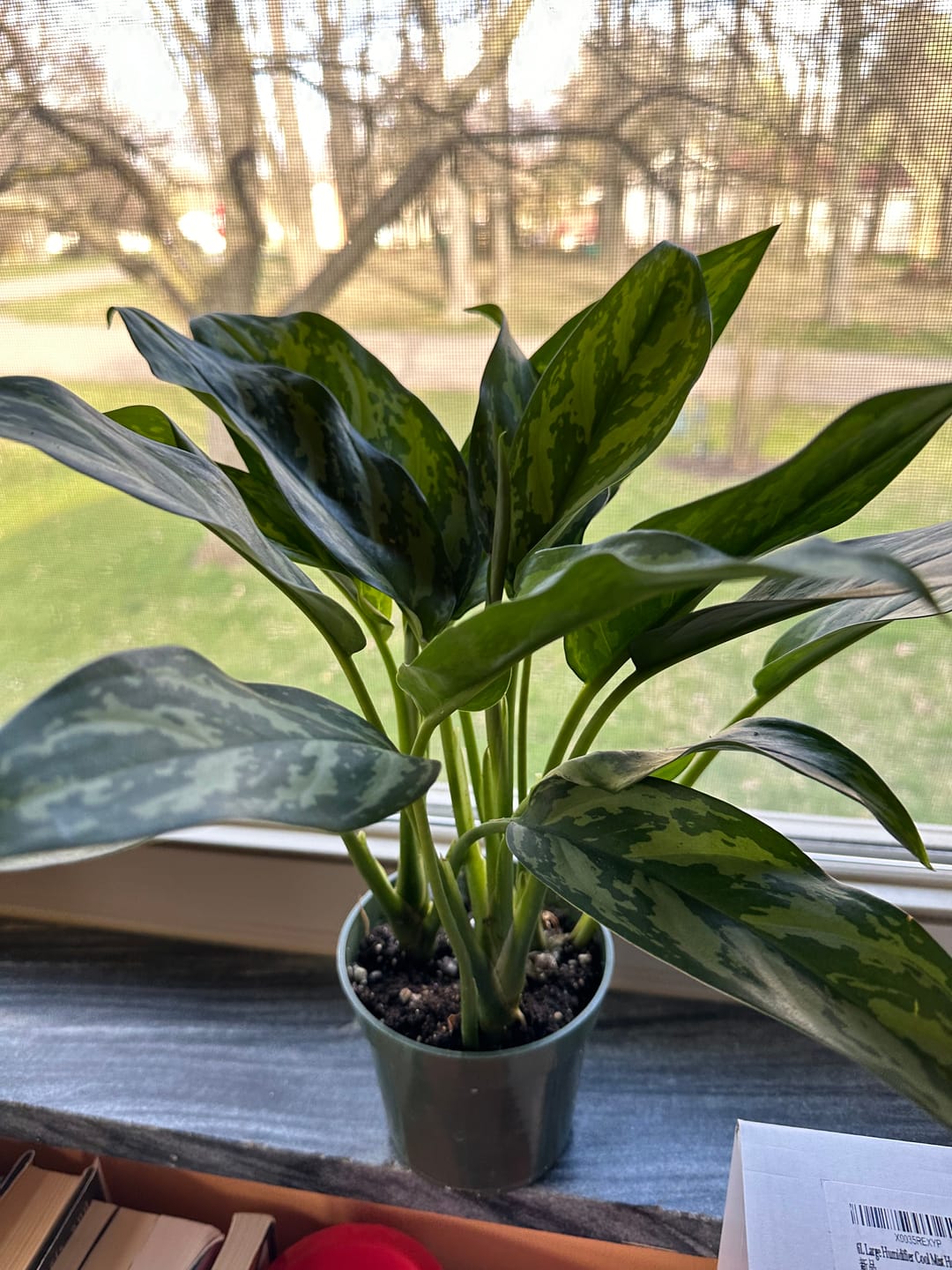 Customer photo review of Aglaonema 'Maria'