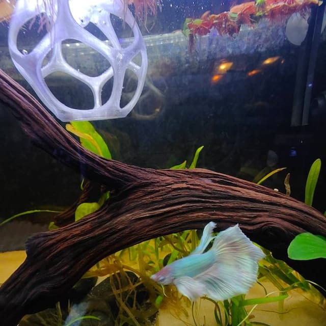 Customer photo review of Floating Betta Play-Ball w/wo Frozen Fish Food Feeder Cone