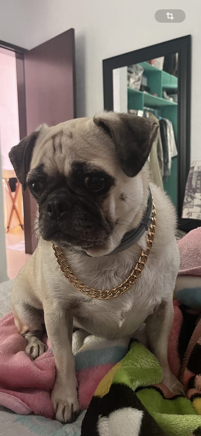 Customer photo review of Collar Palermo