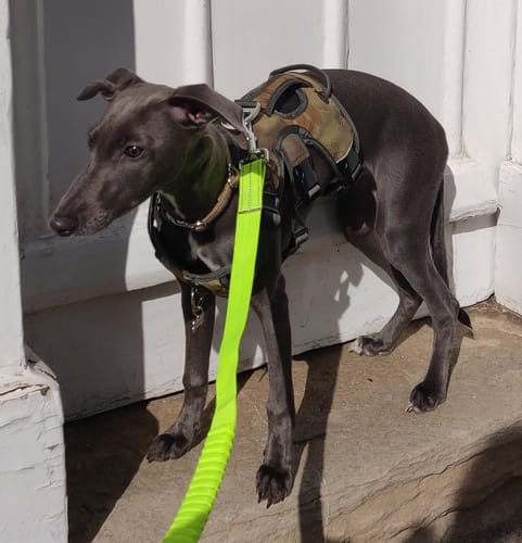 Customer photo review of 1.2m Shock Absorbing Bungee Dog Lead