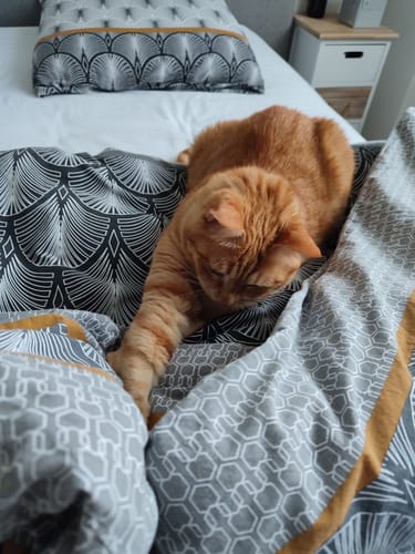 Avis photo d'un client sur Pâtée Chat Stérilisé Sans Céréales - Poulet